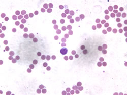 human red blood cells