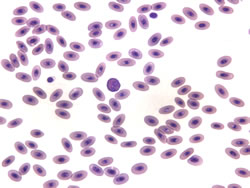 avian red blood cells