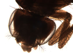 fruit fly eye (10x)