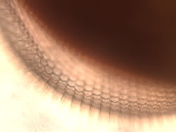 fruit fly eye (40x)